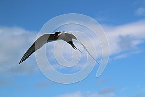 A view of an Arctic Tern in flight