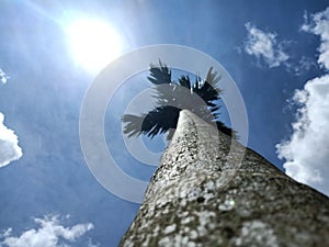 View of areca palm tree, sky