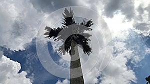 View of areca palm trees, sky.