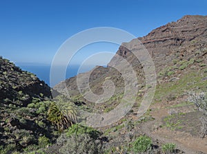 View of arid subtropical landscape of Barranco de Guigui Grande ravine with cacti and palm trees viewed from hiking