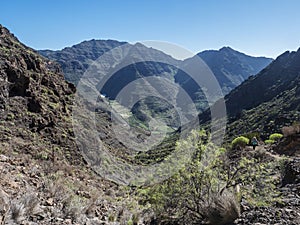 View of arid subtropical landscape of Barranco de Guigui Grande ravine with cacti and palm trees viewed from hiking