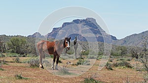 Lone Horse Mountain photo
