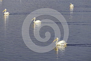 View of an artificial pond with pelicans resting during the winter migration. Israel