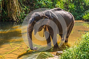 View at the Asian Elephant Elephas maximus in Sri Lanka