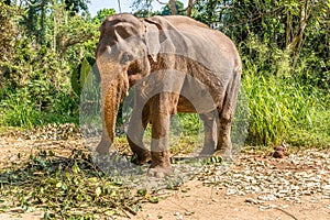 View at the Asian Elephant Elephas maximus in Sri Lanka