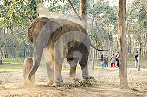 Asian elephant throwing sand over its back with its trunk, dust bath, Chitwan National Park, Nepal