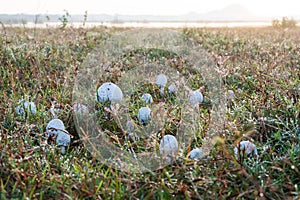 View on white mushrooms on field on early morning.