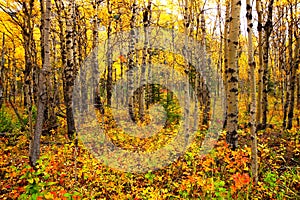 View through an aspen forest with vibrant autumn leaves