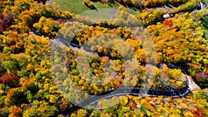 View of asphalt forest road,  winding road and colourful autumn foliage. Brown, yellow autumn colors