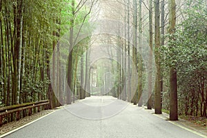 View of the asphalt road in the bamboo frorest. photo