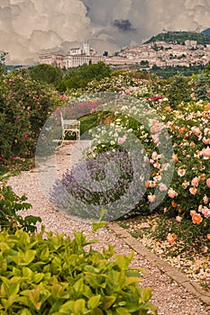 View of Assisi with roses and cumulonimbus clouds in the spring season