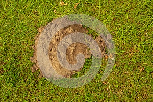 View atop a fresh mole hill damaging green lawn