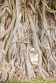 View atthe Buddha head in tree near Wat Mahathat in Ayutthaya, Thailand