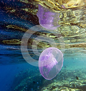 View of Aurelia aurita in the sea