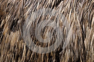 View of Australian Emu Dromaius novaehollandiae feathers