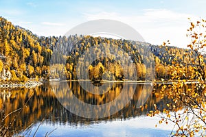 View of the autumn Altai and the Biya river with the autumn taiga on the banks