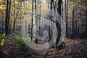 View of autumn birch forest