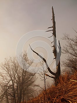 View into autumn deep misty valley in national park, Europe. Trees and hills are hidenn in fog