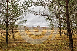 View of the autumn field and forest through the trunks of pine trees. Autumn landscape with rainy cloudy sky