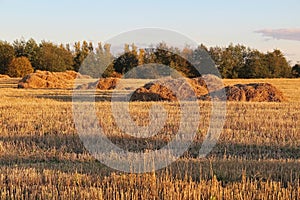 View of autumn field with hays.