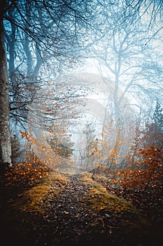 View of an autumn forest with bared trees and fallen leaves