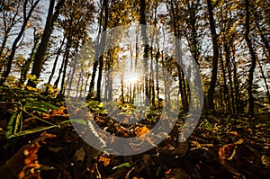 View of autumn forest from ground