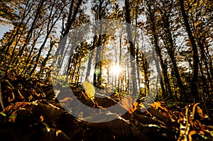 View of autumn forest from ground