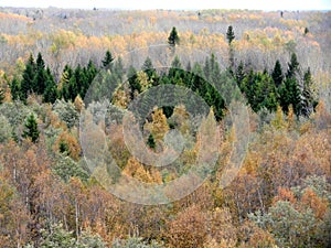 View of the autumn forest