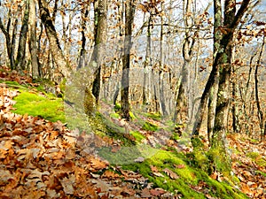 View of the autumn forest of Southeast Europe