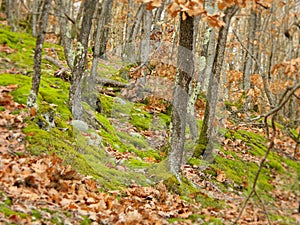 View of the autumn forest of Southeast Europe