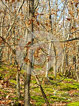 View of the autumn forest of Southeast Europe