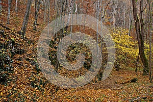 View of an autumn forest with yellow leaves
