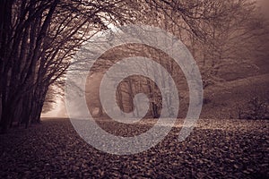 View of autumn gothic forest with fog in the park of Monte Cucco, Umbria, Italy