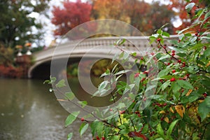 View of autumn landscape with Bow bridge in Central Park. New York City. USA