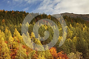 View of autumn mountain- Fall in Bulgaria, Vitosha