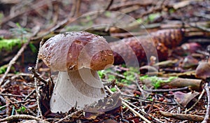View of autumn mushrooms, southern Bohemia