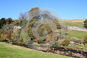 Autumn tints, Swaledale, Yorkshire Dales, UK