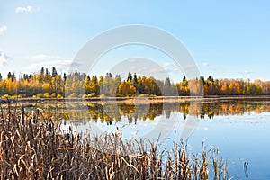 View of autumn trees and blue sky reflections in Lacombe Lake