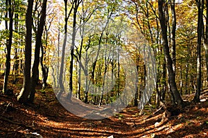 View from autumnal hardwood forest - european beechs