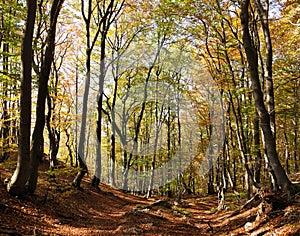 view from autumnal hardwood forest - european beechs