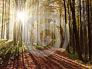 View from autumnal hardwood forest with sun beam