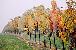View of autumnal vineyards near Velke BÃ­lovice, Czech Republic