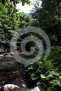 View of the Aventino river near the spring, among the green beech trees, Capo di Fiume, Palena, Abruzzo, Italy photo