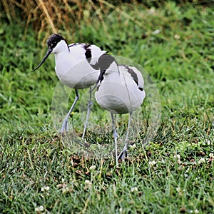 A view of  an Avocet