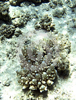 A view of awesome corals