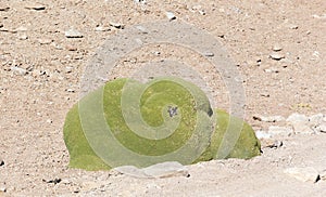 A view of Azorella yareta plant