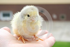 view of baby chick in girl`s hand