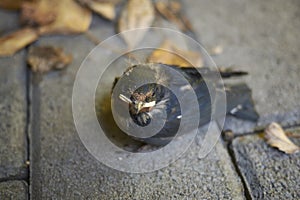 View of a baby swallow