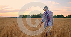 View from the back: An elderly male farmer walks through a wheat field at sunset. The camera follows the farmer walking