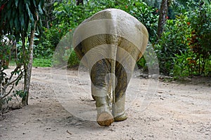 View from the back of an elephant walking along the road
